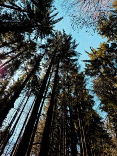 Recunoaștere ZUT: Bifat! ✅
Swipe pentru a vedea o mică parte din distracția de azi! 🏃‍♂️🏃‍♀️

3 trasee, zeci de kilometri și o doză maximă de endorfine. Pădurea ne-a primit cu soare, iar picioarele au simțit din plin fiecare diferență de nivel. 📈 Ne-am reamintit și de ce iubim acest sport: pentru momentele în care ești doar tu, poteca și muntele (plus o gașcă veselă de alergători!).

Pregătirile continuă 🦾 
Nu uita că doar înscrierea îți asigură un loc la linia de start de la ZUT 2026 powered by EGOinteriors! 

🌐 Detalii & înscrieri: www.zut.run
📆 10-12 iulie 2026 

Tu la ce cursă te-ai înscris anul acesta? Scrie-ne în comentarii! 👇
____________________
ZUT Recon: Check! ✅
Swipe for a glimpse of today’s fun! 🏃‍♂️🏃‍♀️
3 routes, dozens of kilometers, and a massive dose of endorphins. The forest welcomed us with sunshine, and our legs definitely felt every bit of the elevation gain. 📈 It was a great reminder of why we love this sport: for those moments when it’s just you, the trail, and the mountain (plus a cheerful crew of runners!).

The preparations continue 🦾
Don’t forget that only registration secures your spot at the starting line of ZUT 2026 powered by EGOinteriors!

🌐 Details & Registration: www.zut.run
📆 July 10-12, 2026

Which race are you signed up for this year? Let us know in the comments! 👇